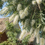 Tyčinkovec kopijovitolistý (Callistemon pallidus) ´BIANCO´ PENDULA - výška 200-220 cm, kont. C15L -  NA KMIENKU, biely